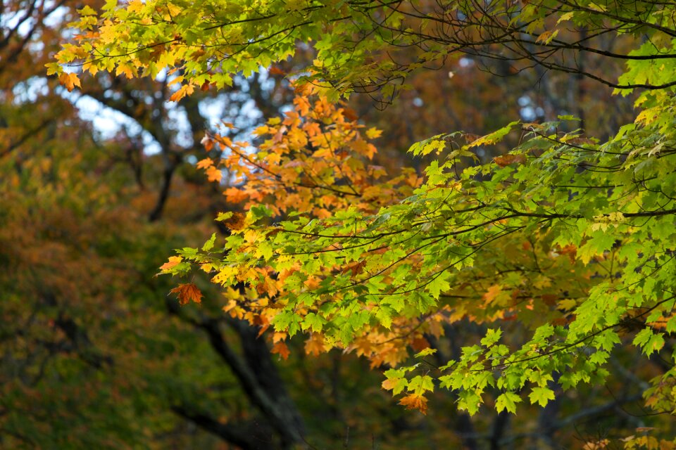 Free stock photo of foliage, nature, trees photo