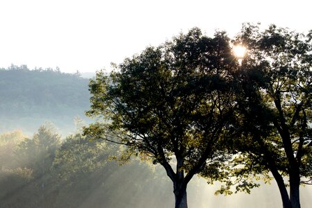 Silhouette Photo of Green Trees Under Crepuscular Rays photo