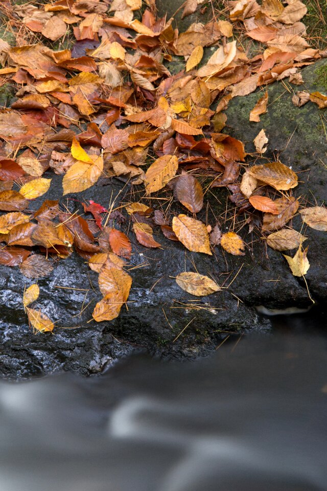 Free stock photo of foliage, nature, rocks