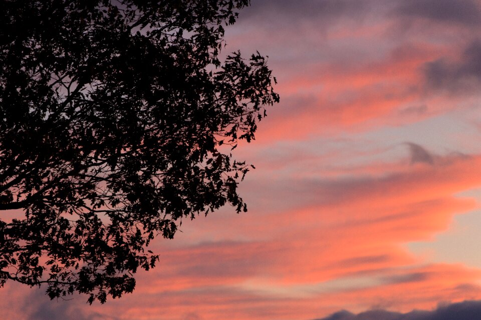 Silhouette of Tree during Sunset