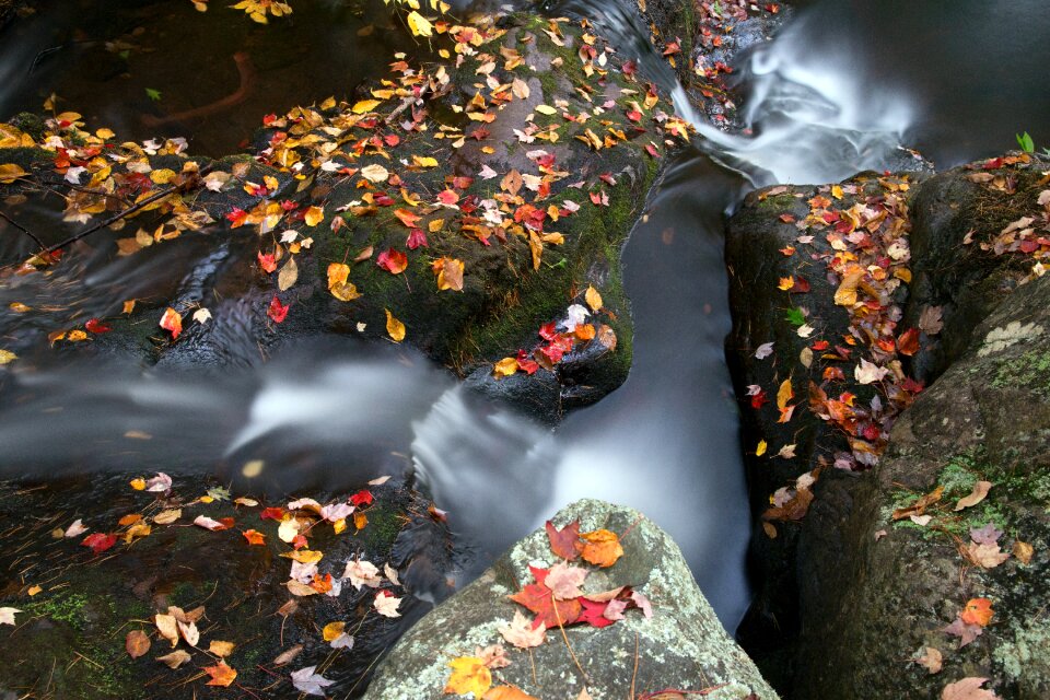 Free stock photo of foliage, landscape, nature