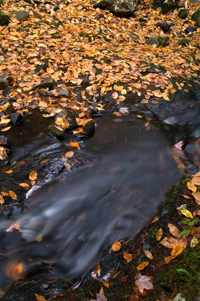 Free stock photo of foliage, landscape, nature