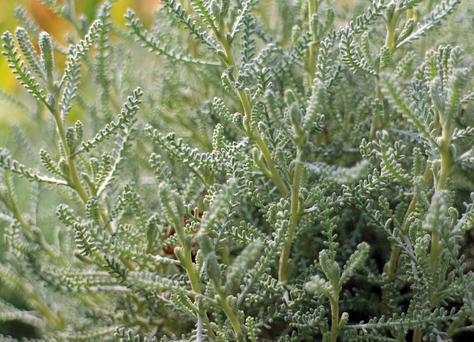 Aromatic silvery ornamental plant