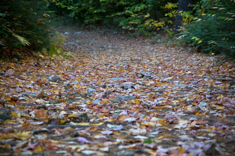 Free stock photo of foliage, nature, path