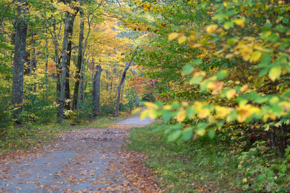 Free stock photo of foliage, forest, landscape