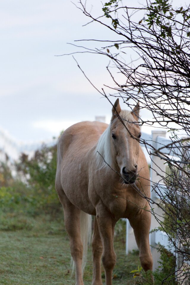 Free stock photo of animals, horse, nature
