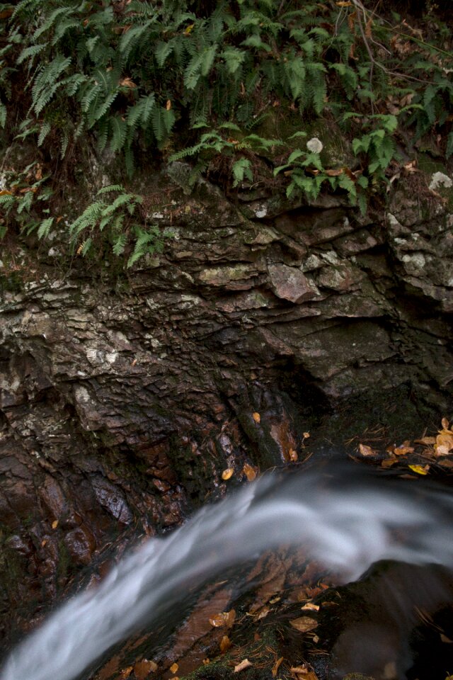 Free stock photo of ferns, nature, rocks