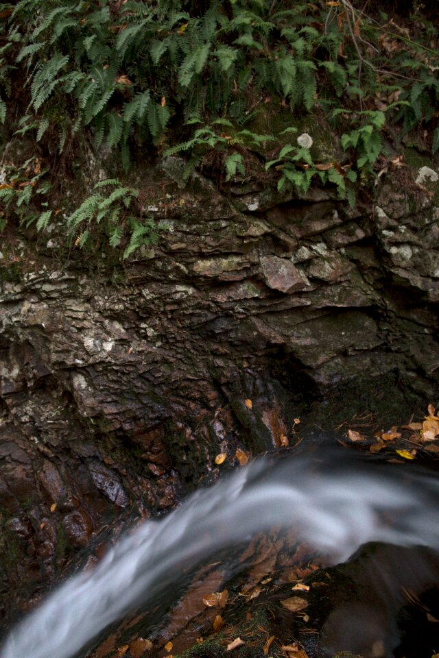 Free stock photo of ferns, nature, rocks photo