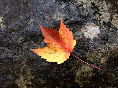 Free stock photo of foliage, mapl, nature photo