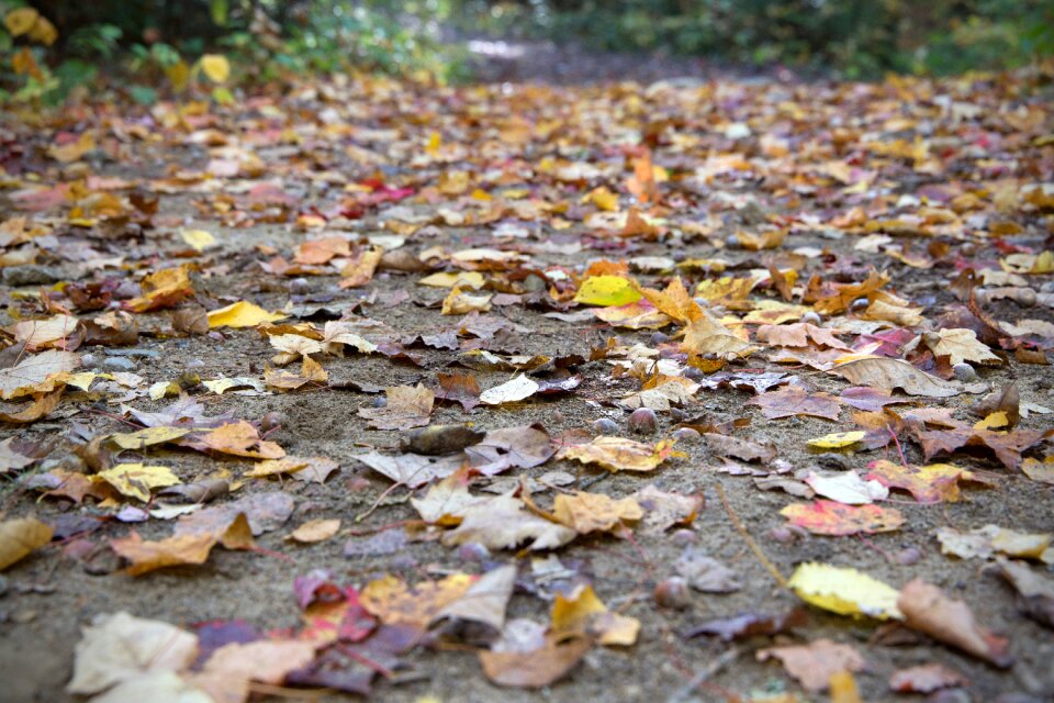 Free stock photo of foliage, nature, path