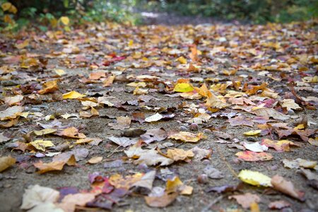Free stock photo of foliage, nature, path