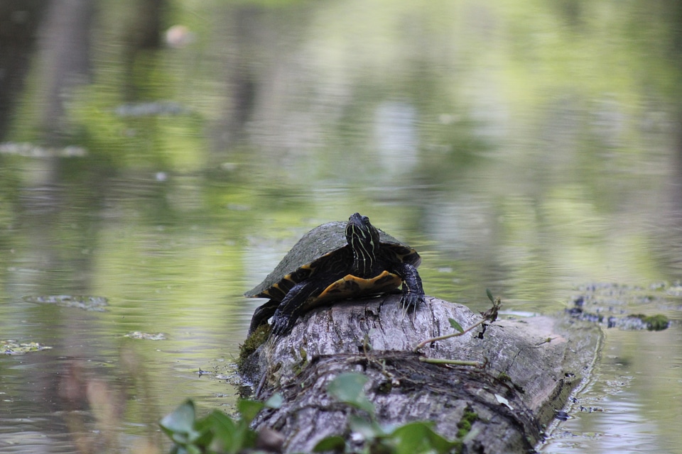 Reptile wildlife shell