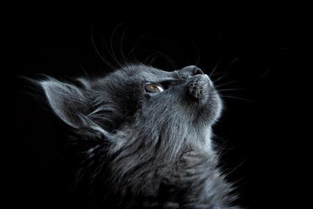 Photo of Gray Cat Looking Up Against Black Background photo