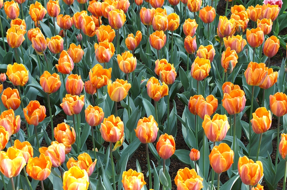 Nature tulip tulip fields