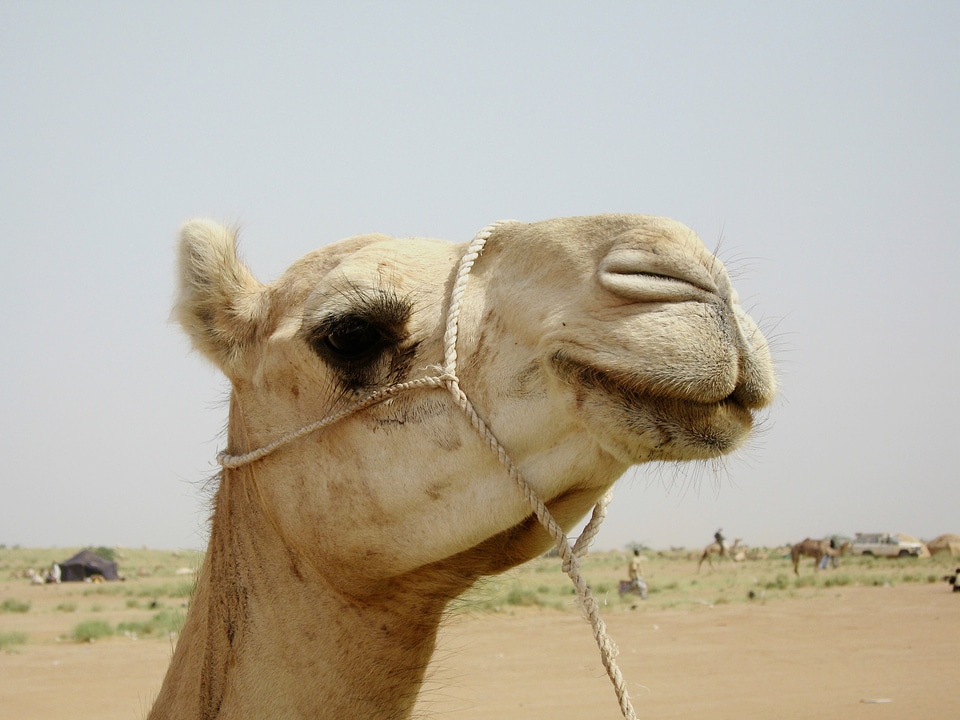Outside desert animal
