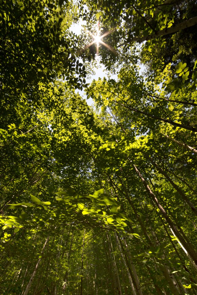 Free stock photo of forest, nature, sky