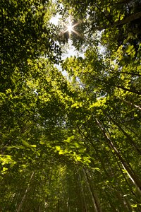 Free stock photo of forest, nature, sky
