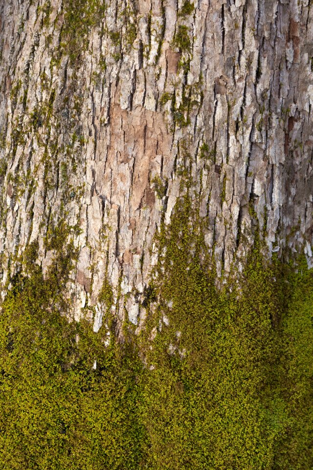 Free stock photo of bark, nature, texture