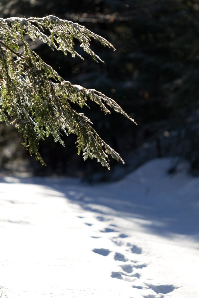 Free stock photo of ice, nature, snow photo