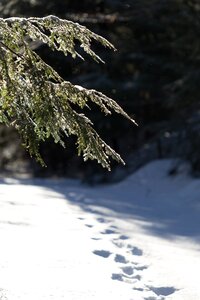 Free stock photo of ice, nature, snow