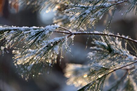 Free stock photo of ice, nature, snow