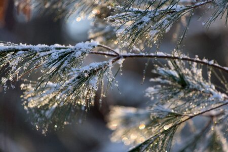 Free stock photo of ice, nature, snow photo