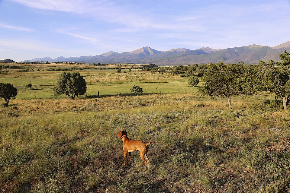 Vizsla summer sightseeing