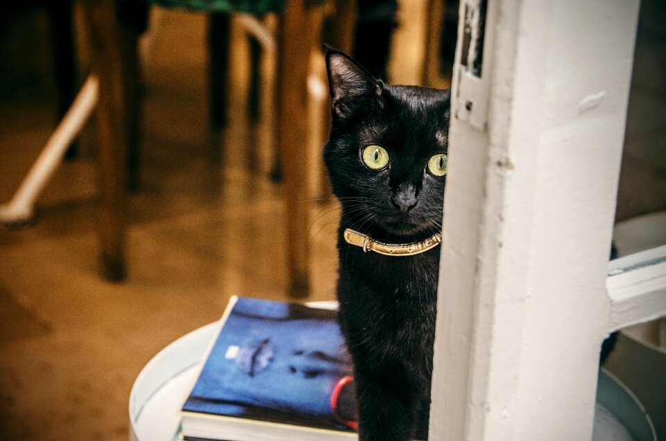 Close-Up Photography of Black Cat photo