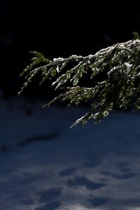Photo of Pine Tree Leaves With Snow photo