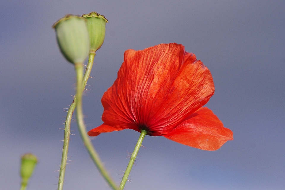 Red flower close up