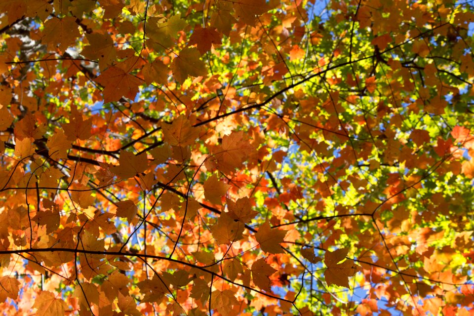 Free stock photo of foliage, maple, nature