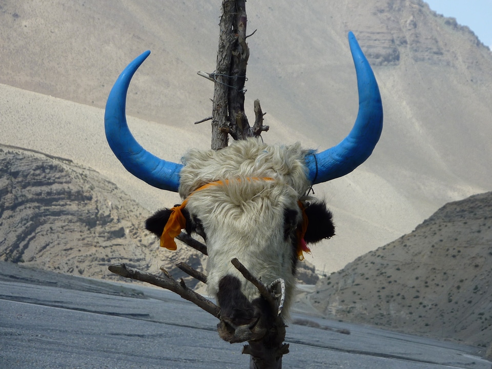 Annapurna bull himalayas