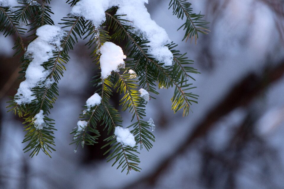 Free stock photo of cold, ice, nature
