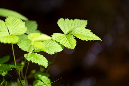 Free stock photo of nature, plants, summer