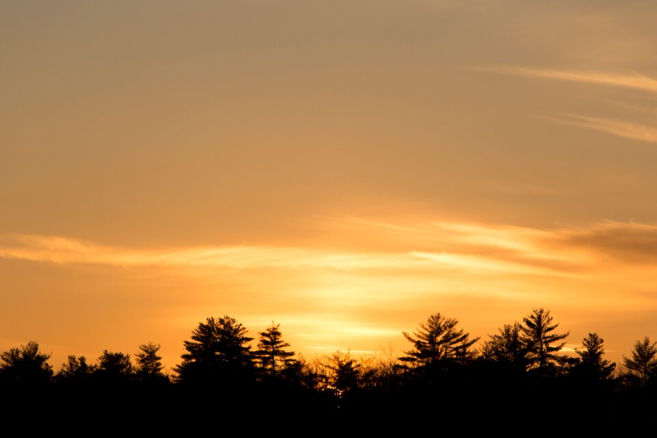 Silhouette Trees During Dusk photo