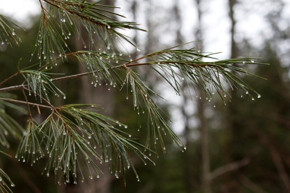 Free stock photo of forest, ice, nature photo