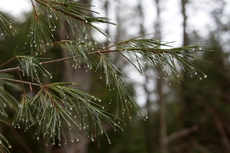 Free stock photo of forest, ice, nature