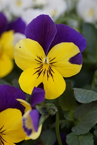 Bloom bi color bloom