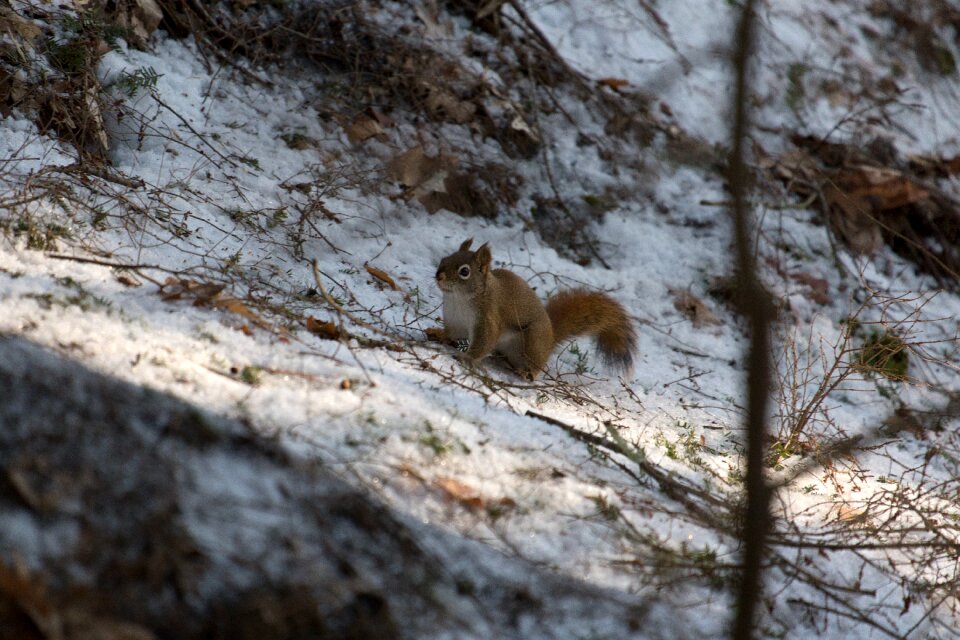 Free stock photo of animals, nature, snow photo