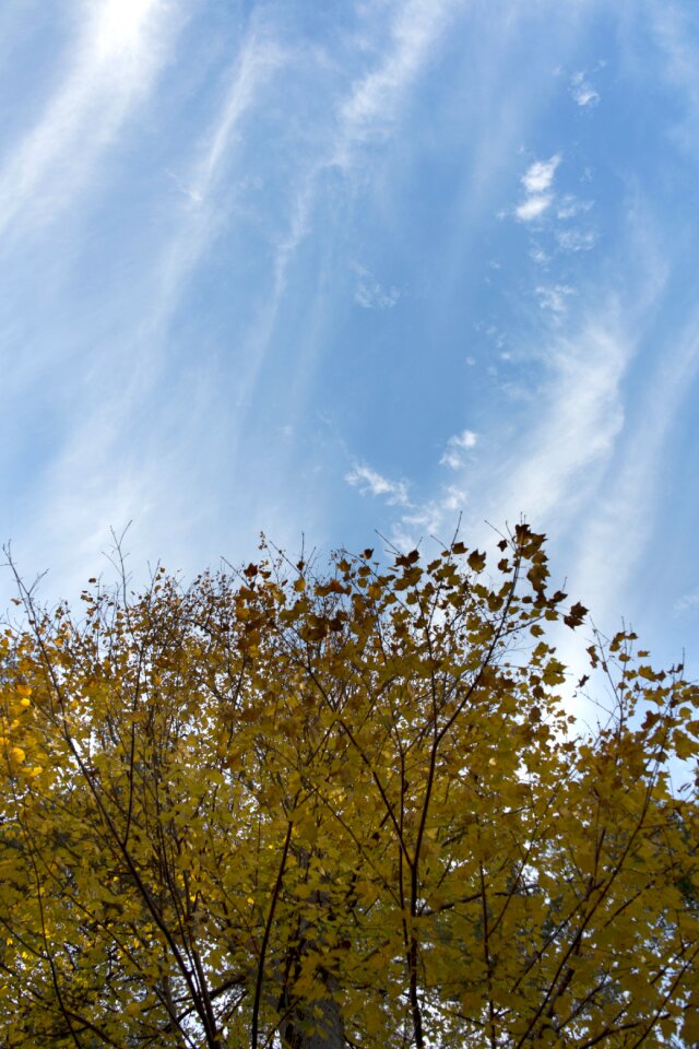 Free stock photo of clouds, foliage, nature