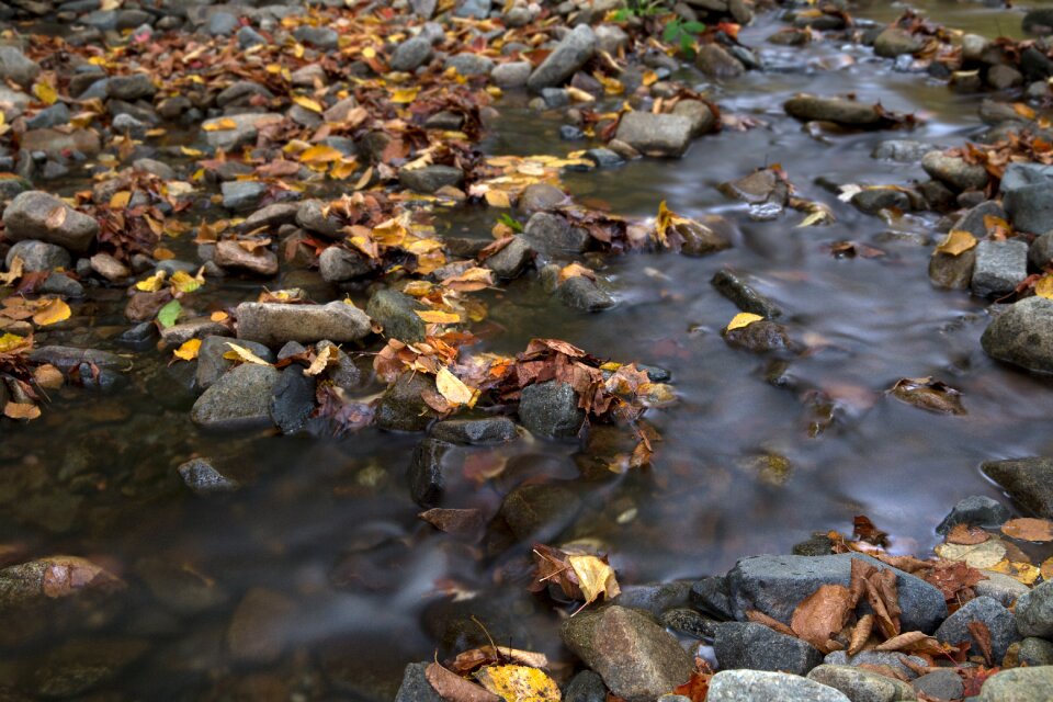 Free stock photo of foliage, landscape, nature