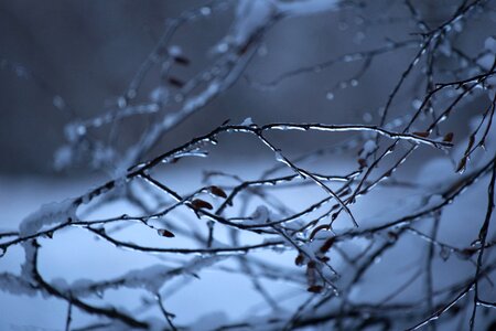 Free stock photo of ice, nature, snow photo