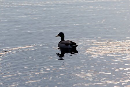 Free stock photo of animals, nature, water photo