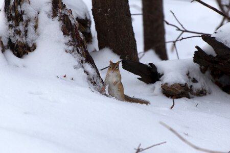 Free stock photo of animals, chipmunk, nature