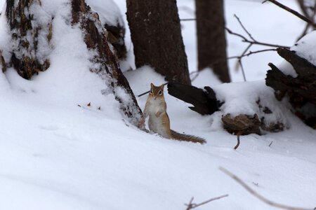 Free stock photo of animals, chipmunk, nature photo