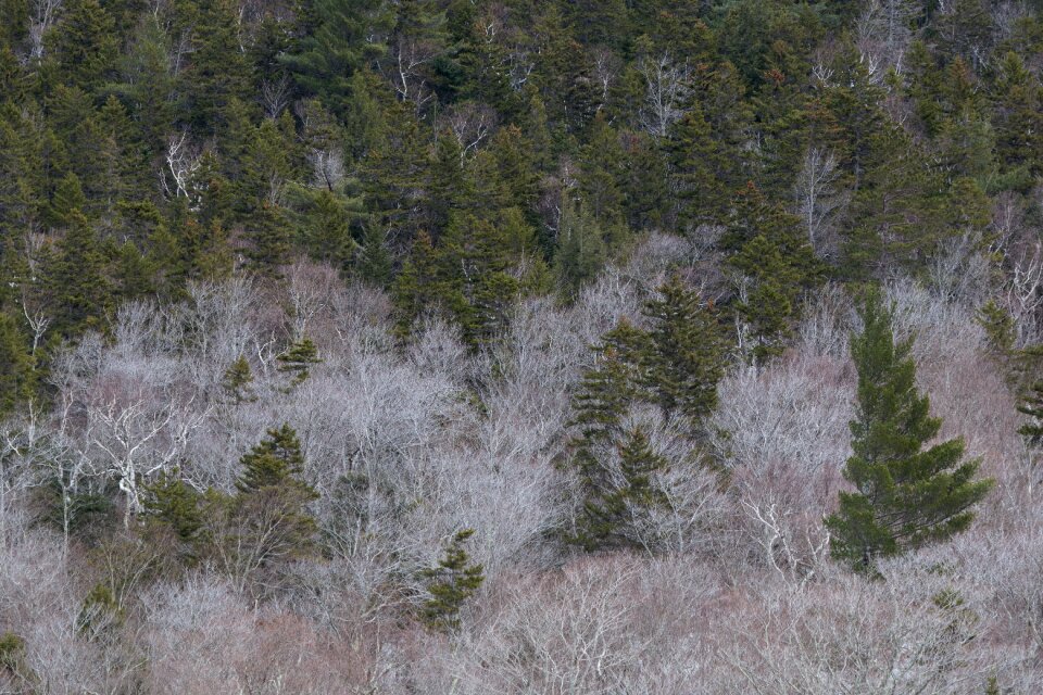 Free stock photo of forest, nature, trees