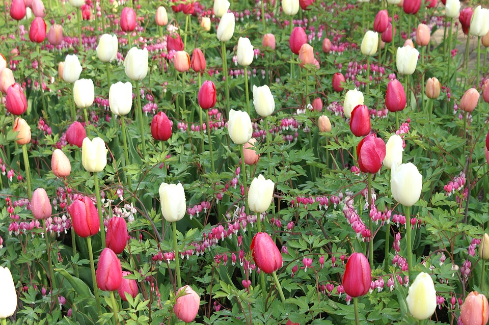 Holland spring field