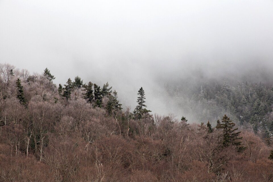 Free stock photo of fog, forest, ice photo