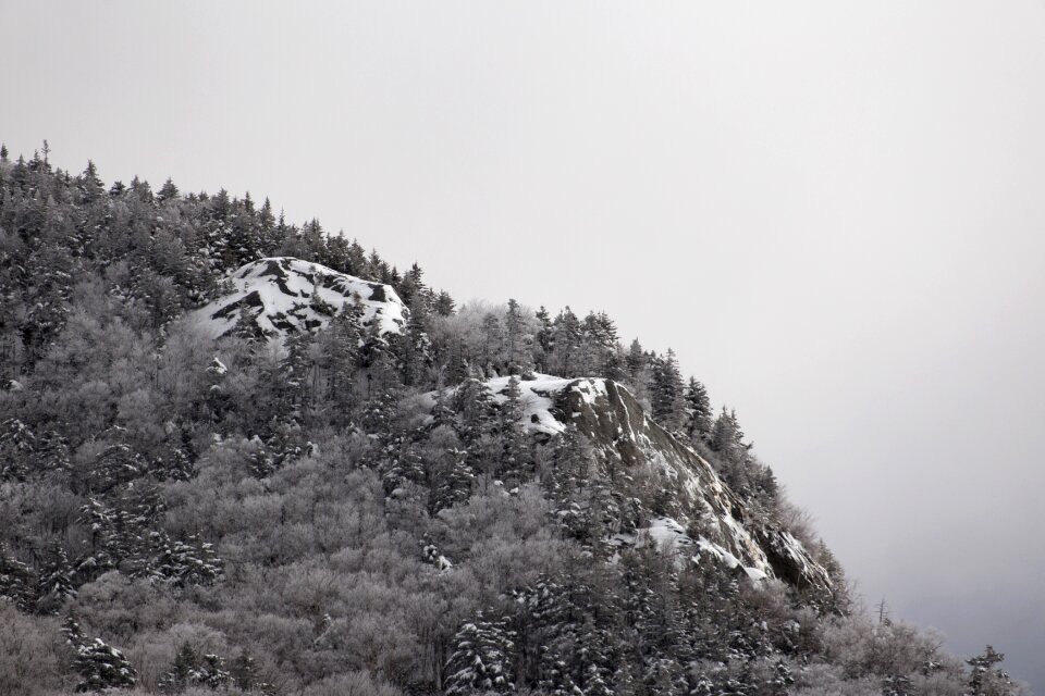 Green Leaf Plant on Mountain With Fog
