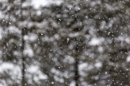 Free stock photo of snow, trees, winter photo